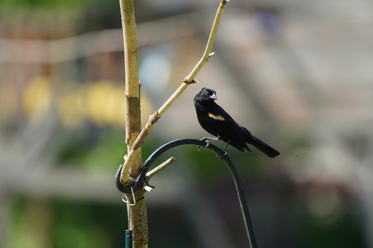 Red-winged Blackbird (Red-winged) - ML619682356