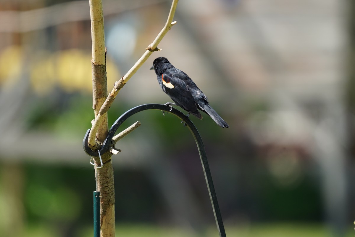 Red-winged Blackbird (Red-winged) - ML619682359