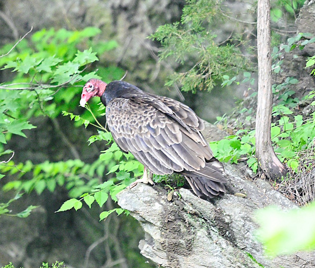 Turkey Vulture - ML619682391