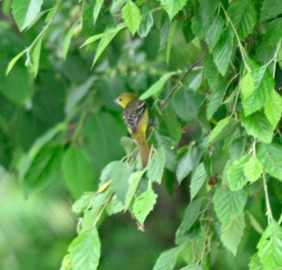 Orchard Oriole - ML619682401