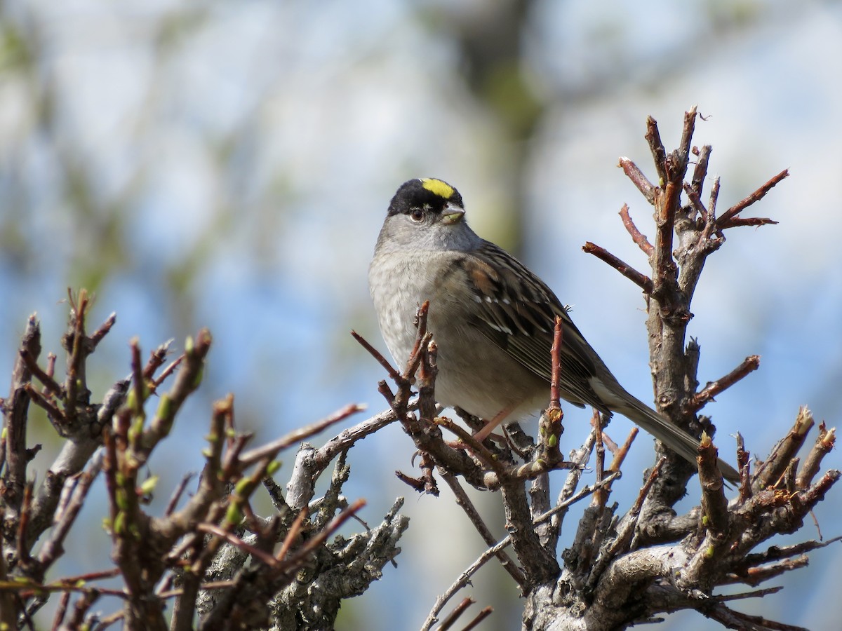 Golden-crowned Sparrow - ML619682456