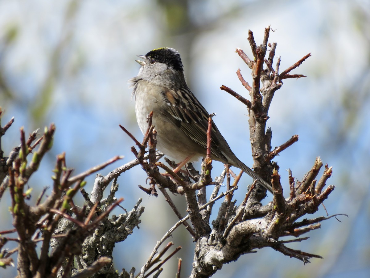 Golden-crowned Sparrow - ML619682457