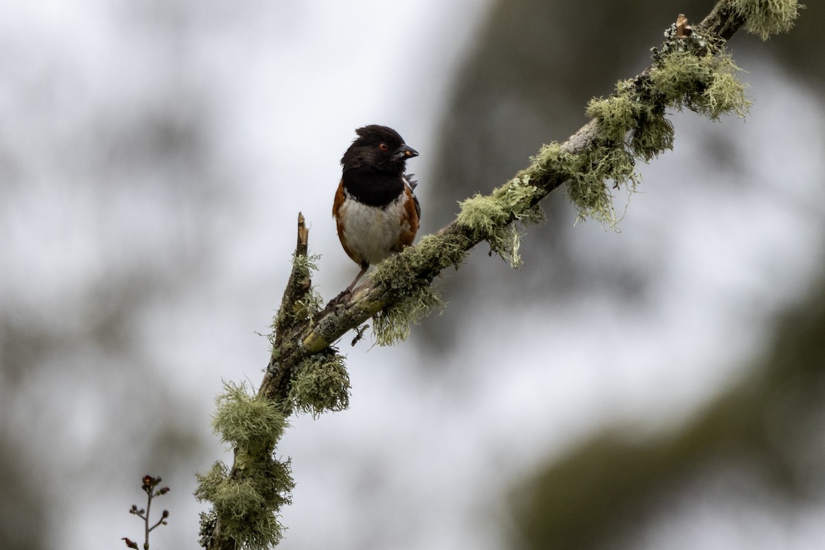 Spotted Towhee - ML619682589