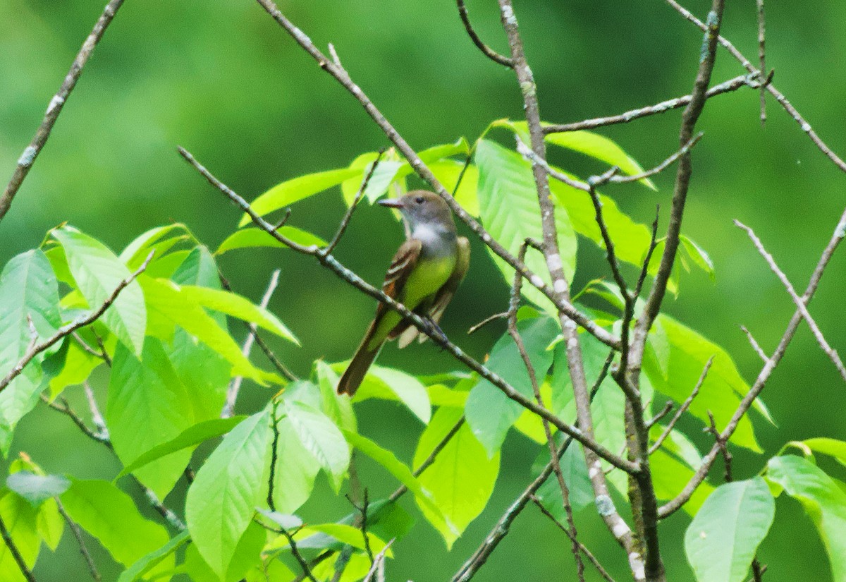 Great Crested Flycatcher - ML619682609