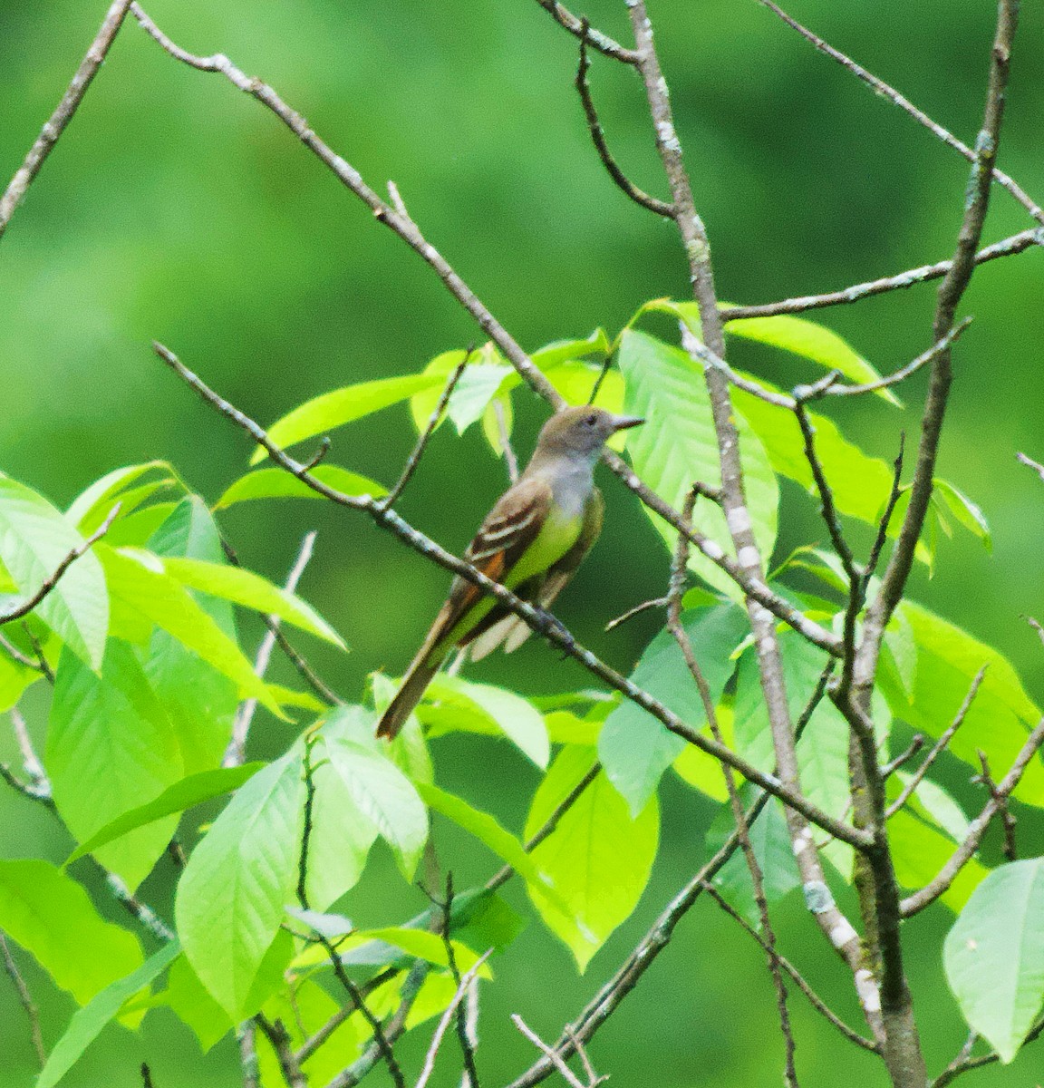 Great Crested Flycatcher - ML619682610