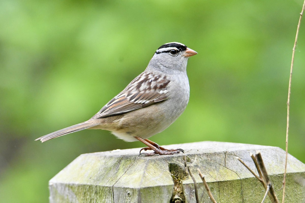 White-crowned Sparrow - ML619682621