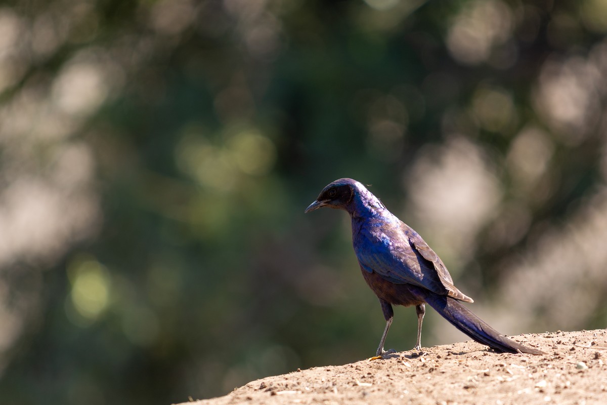 Violet-backed Starling - ML619682644