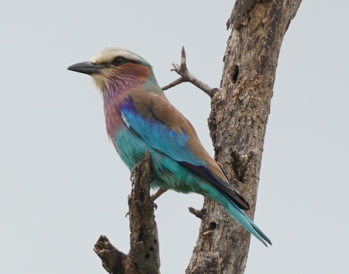 Lilac-breasted Roller - ML619682680