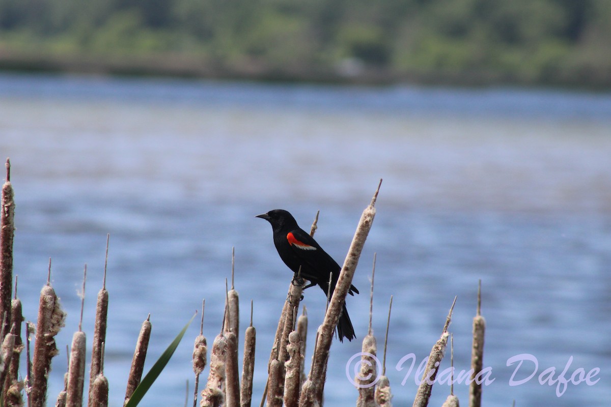Red-winged Blackbird - ML619682737
