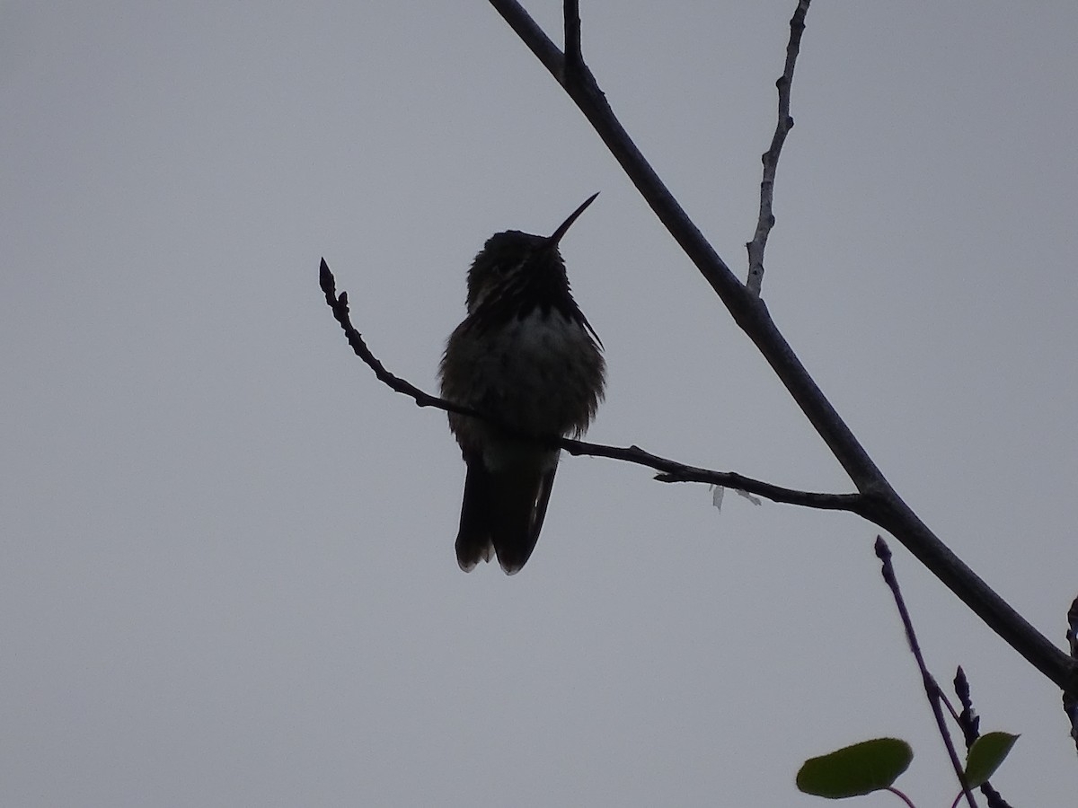 Calliope Hummingbird - ML619682744