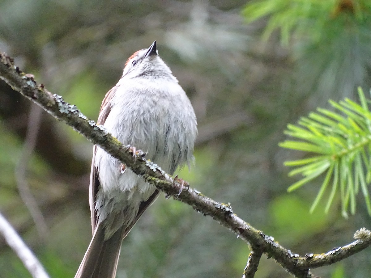 Chipping Sparrow - ML619682817
