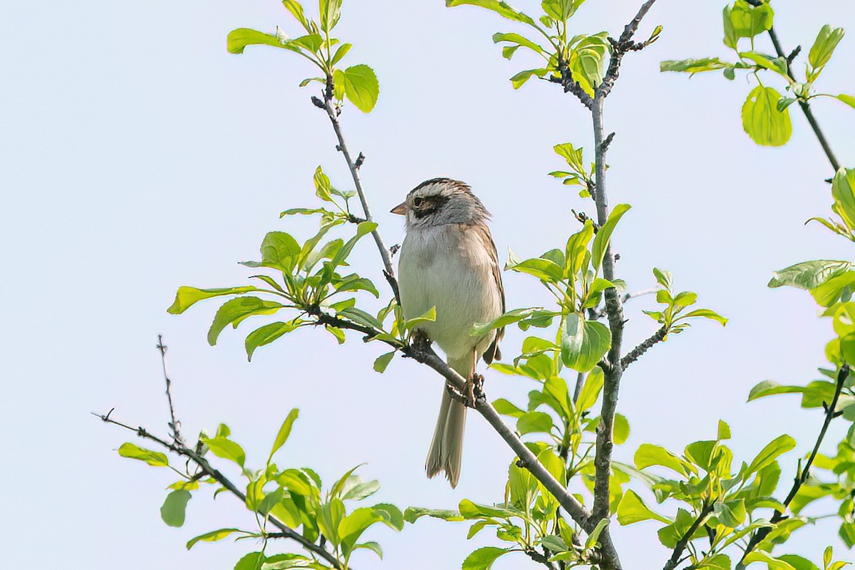 Clay-colored Sparrow - ML619682823