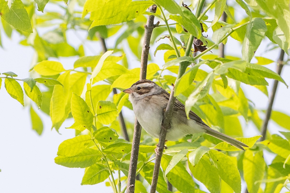Clay-colored Sparrow - ML619682824
