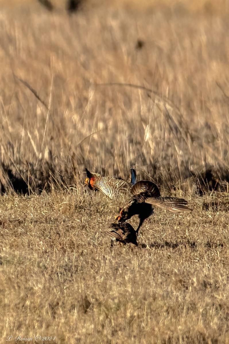 Greater Prairie-Chicken - ML619682903