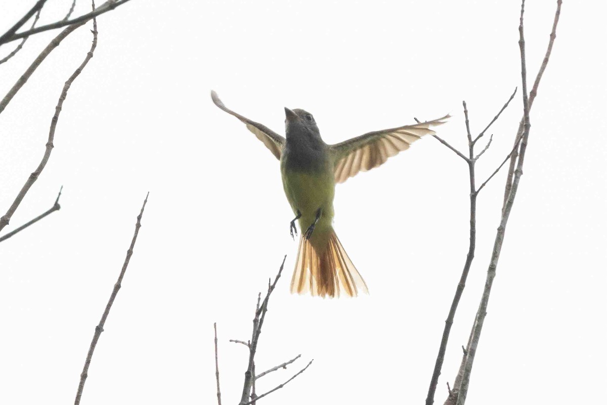 Great Crested Flycatcher - ML619682929