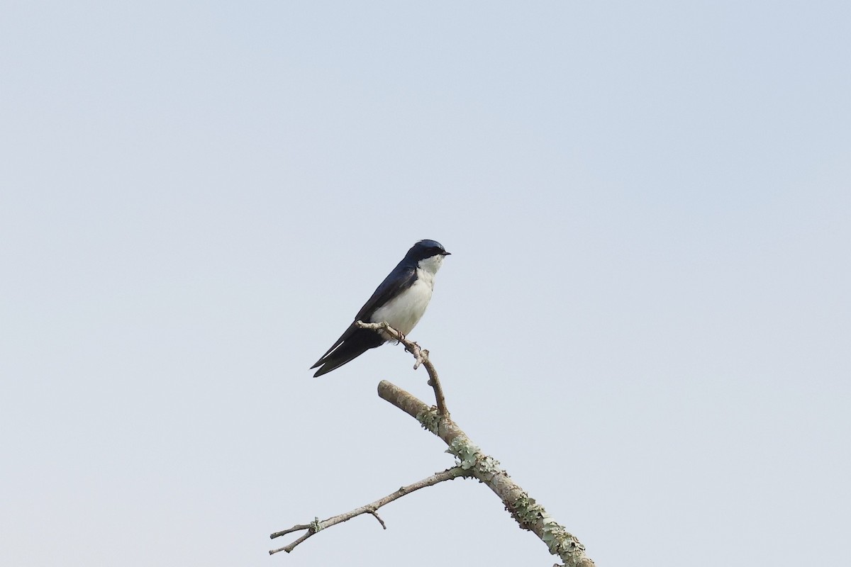 Blue-and-white Swallow - ML619682944