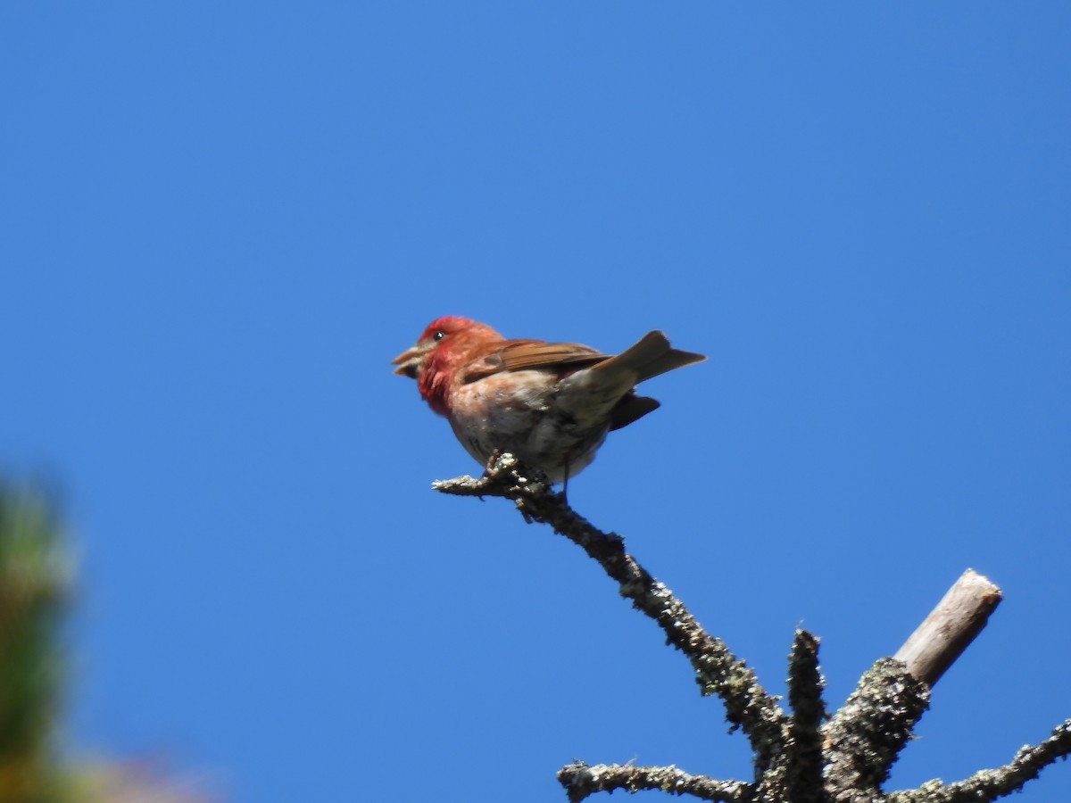 Purple Finch - ML619682951