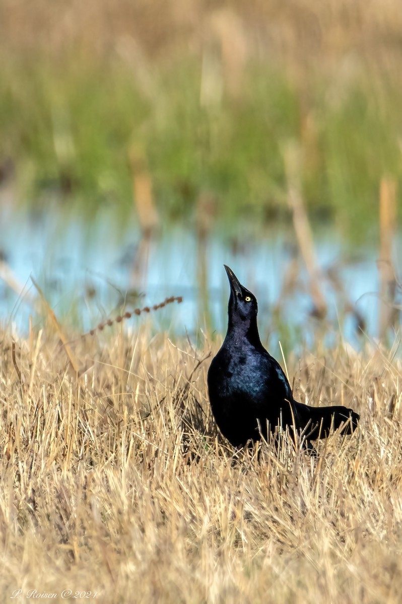 Great-tailed Grackle - ML619682960
