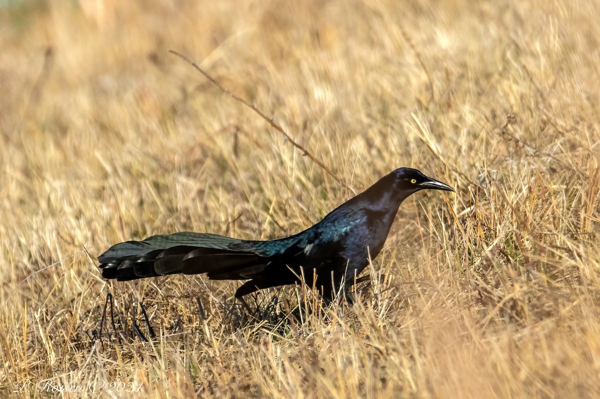 Great-tailed Grackle - ML619682961