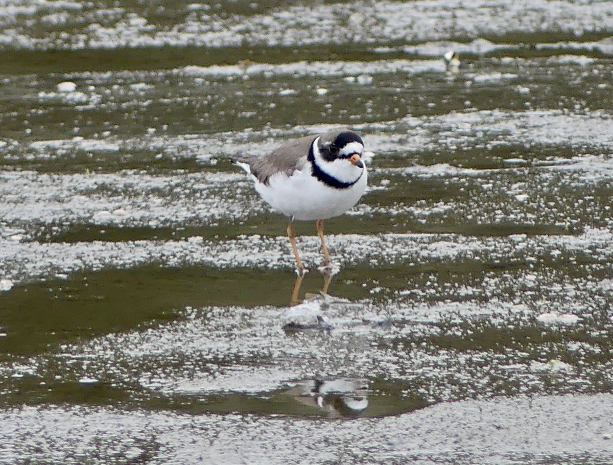 Semipalmated Plover - ML619682962
