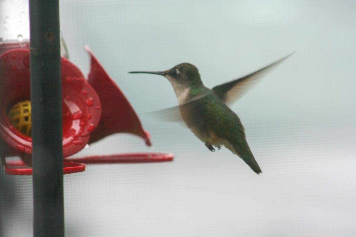 Ruby-throated Hummingbird - ML619682977