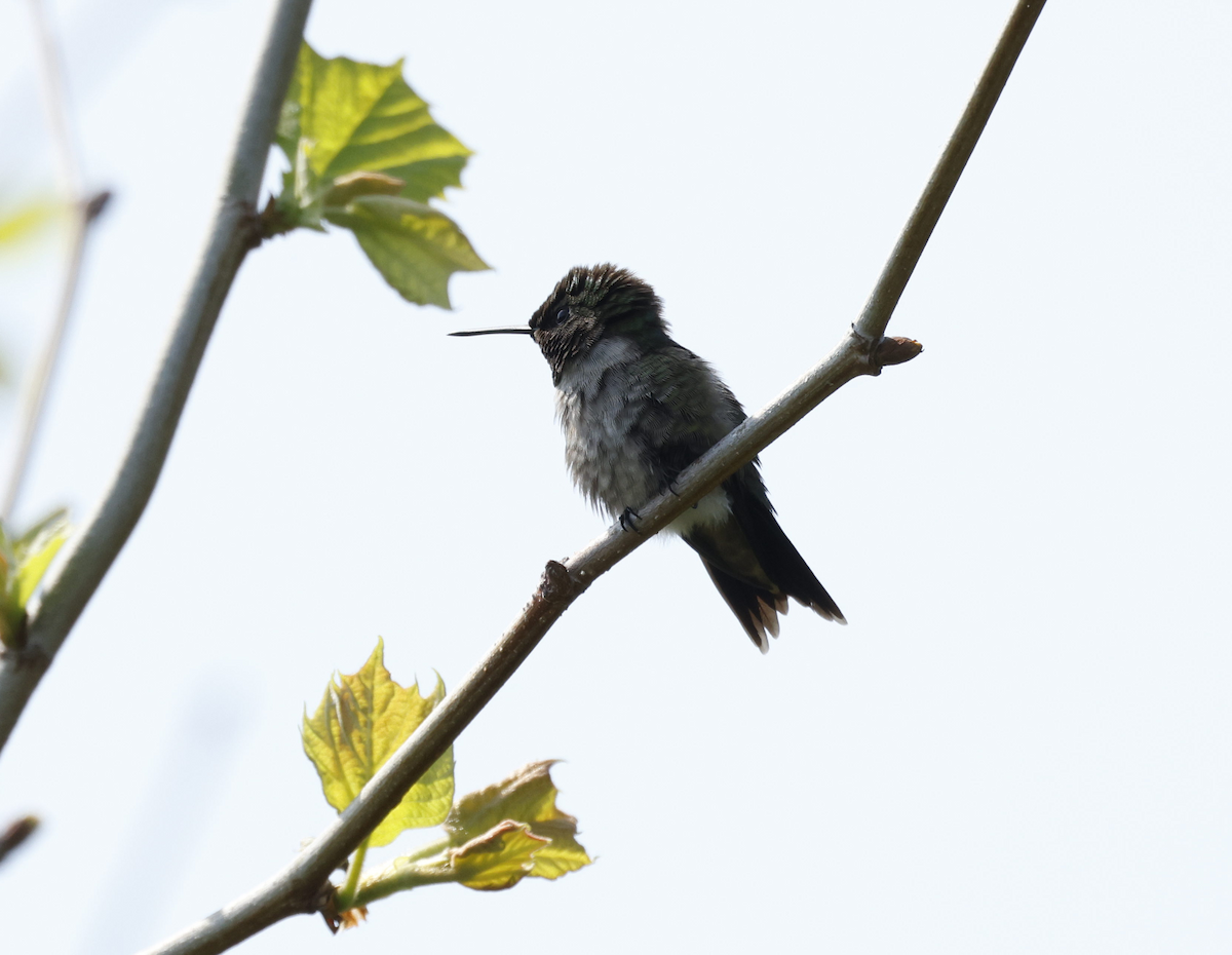 Ruby-throated Hummingbird - ML619682993