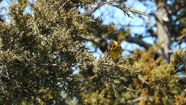 Cape May Warbler - ML619683027