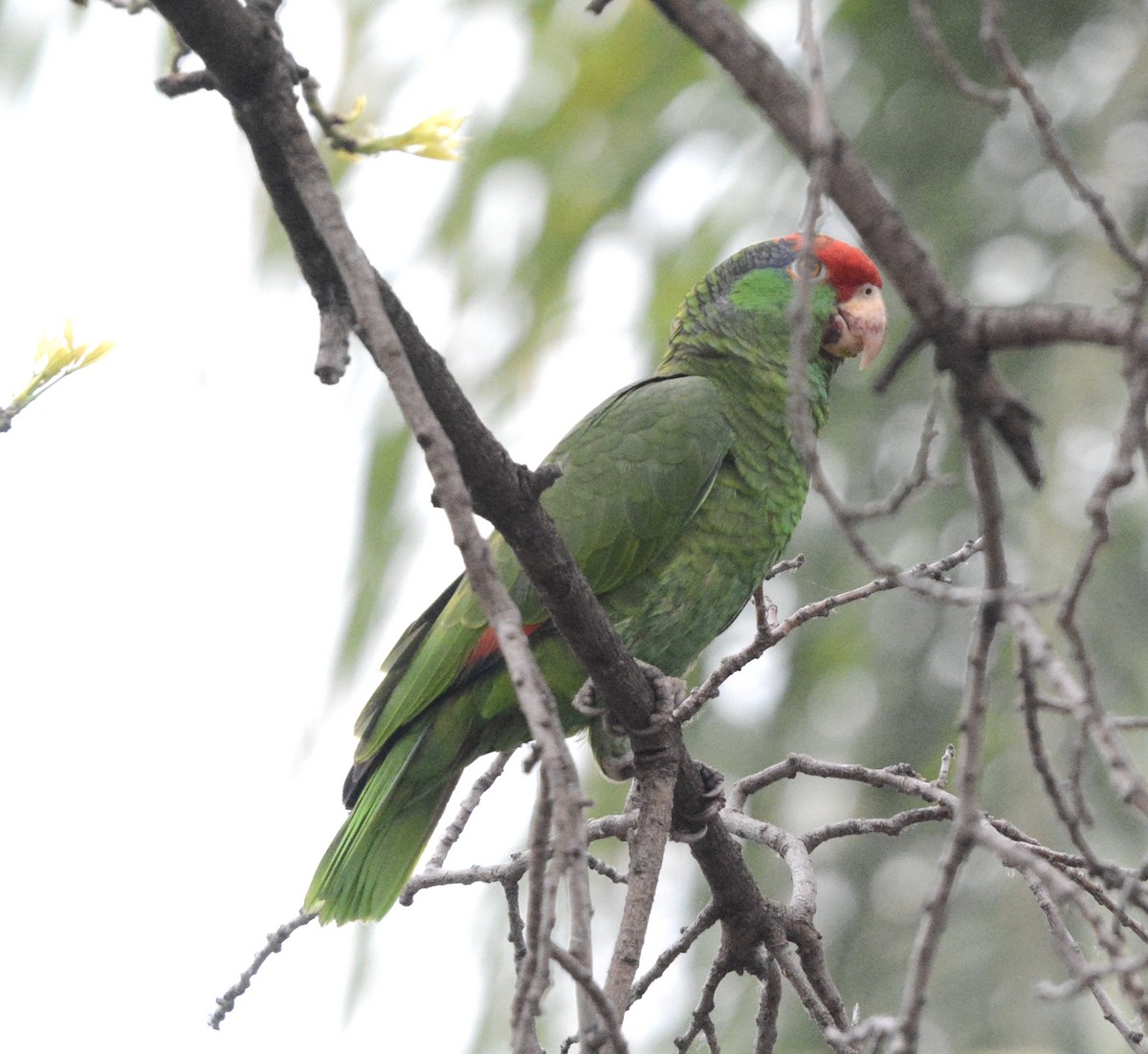 Red-crowned Parrot - ML619683034