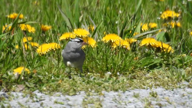 White-crowned Sparrow - ML619683071