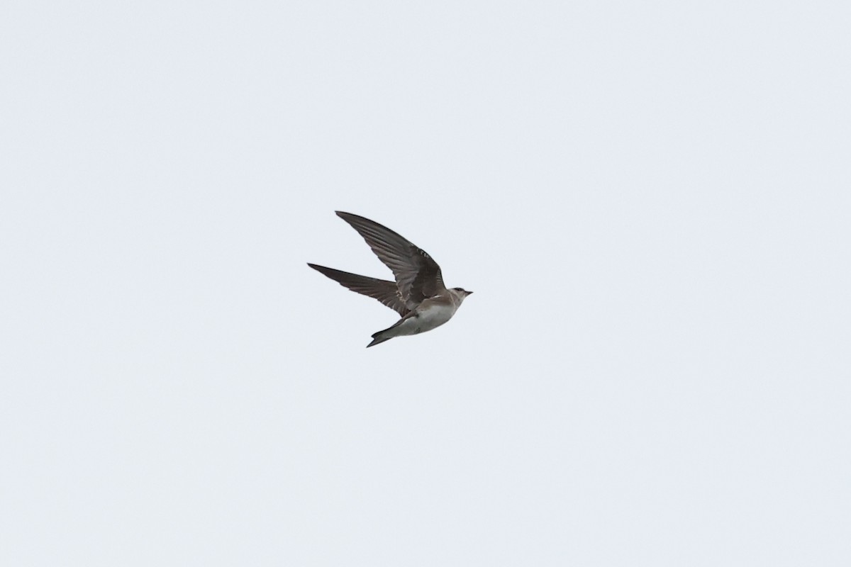 Southern Rough-winged Swallow - ML619683107