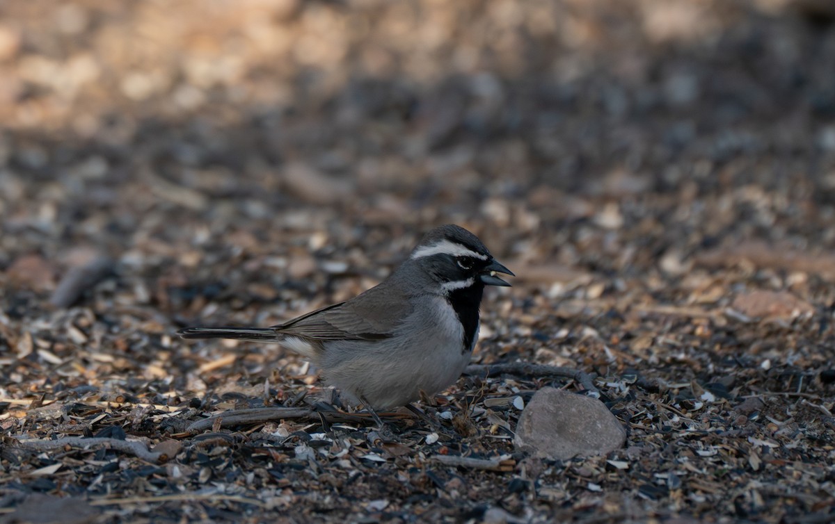 Black-throated Sparrow - ML619683123