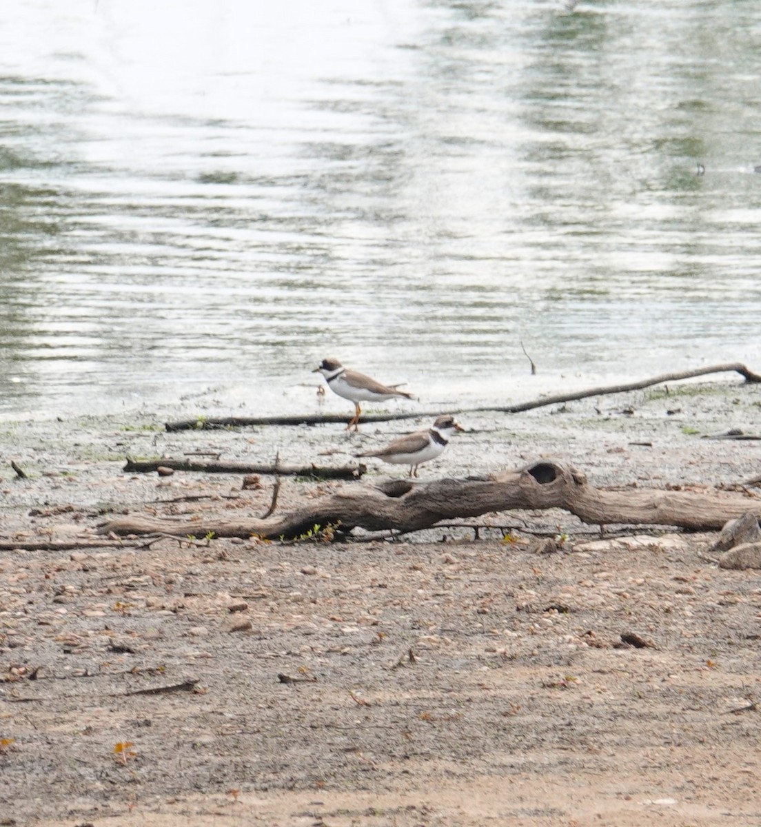 Semipalmated Plover - ML619683138