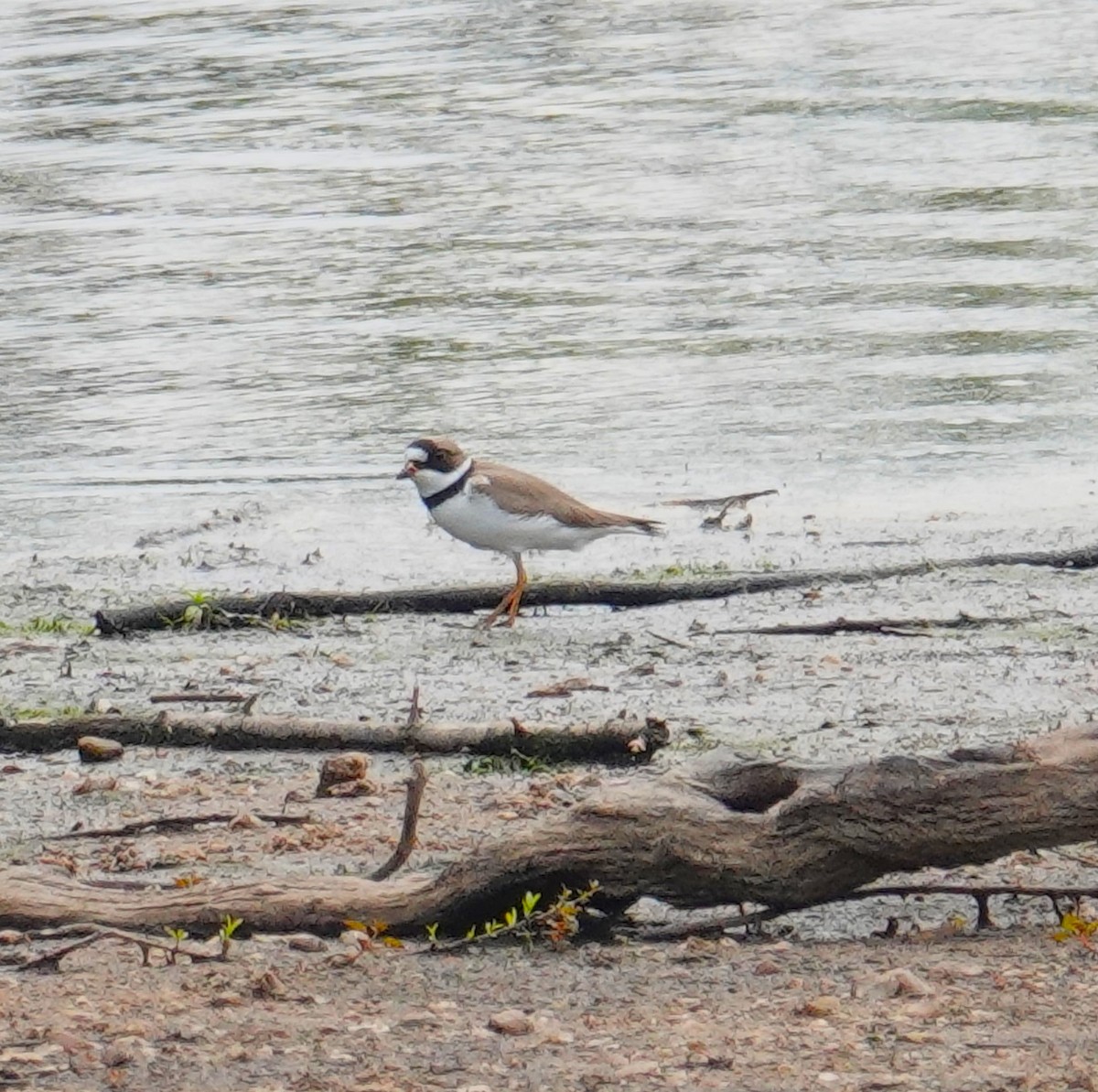 Semipalmated Plover - ML619683139