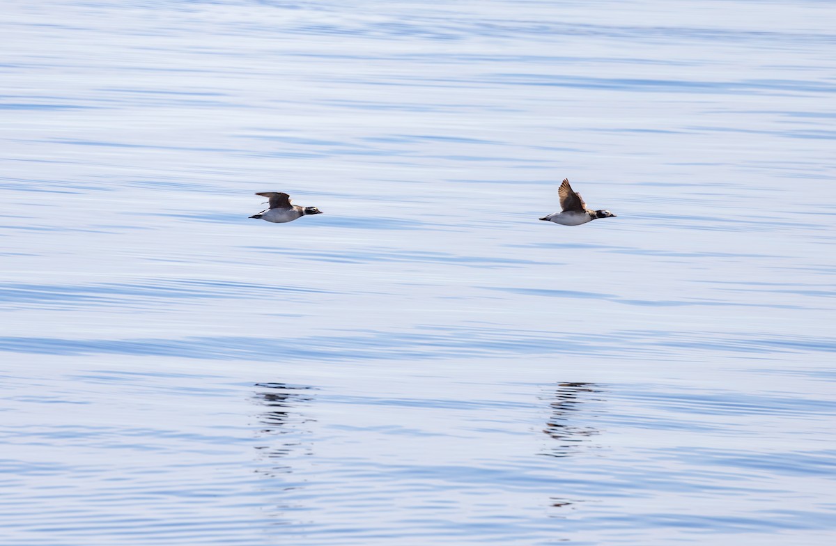 Long-tailed Duck - ML619683216