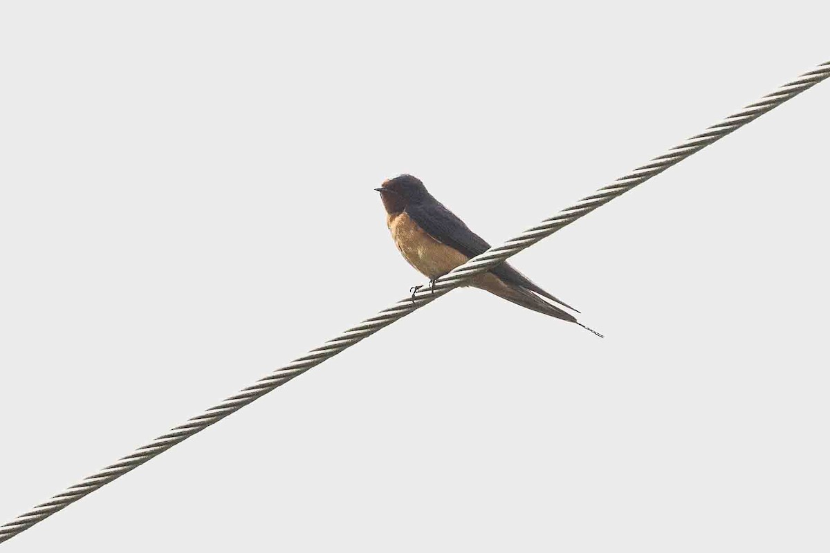 Barn Swallow (American) - ML619683227