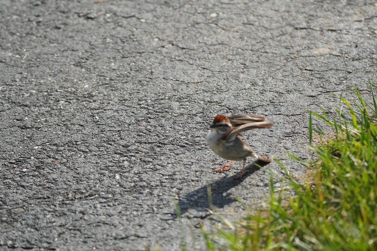 Chipping Sparrow - ML619683285