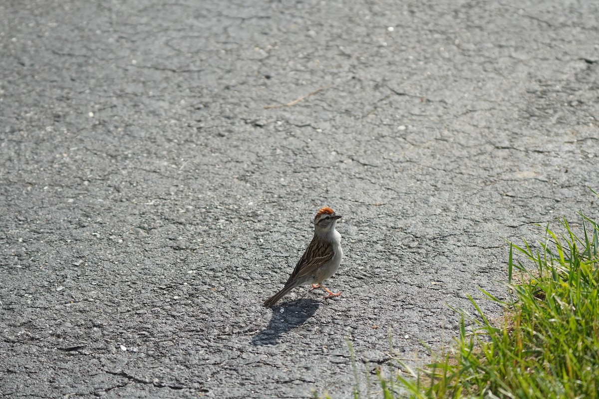 Chipping Sparrow - ML619683289