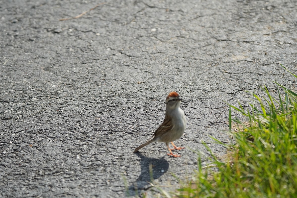 Chipping Sparrow - ML619683300