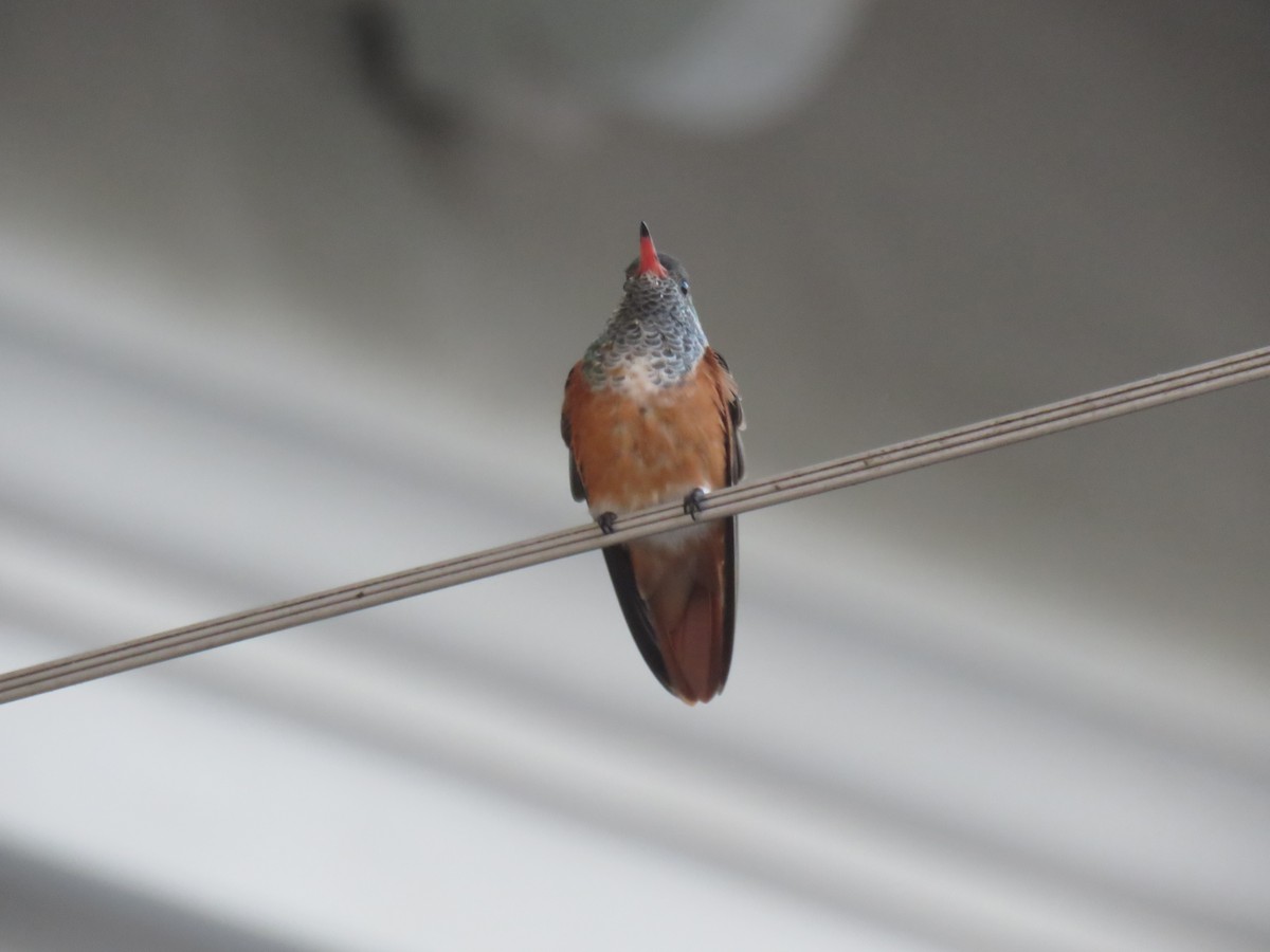 Amazilia Hummingbird - ML619683303
