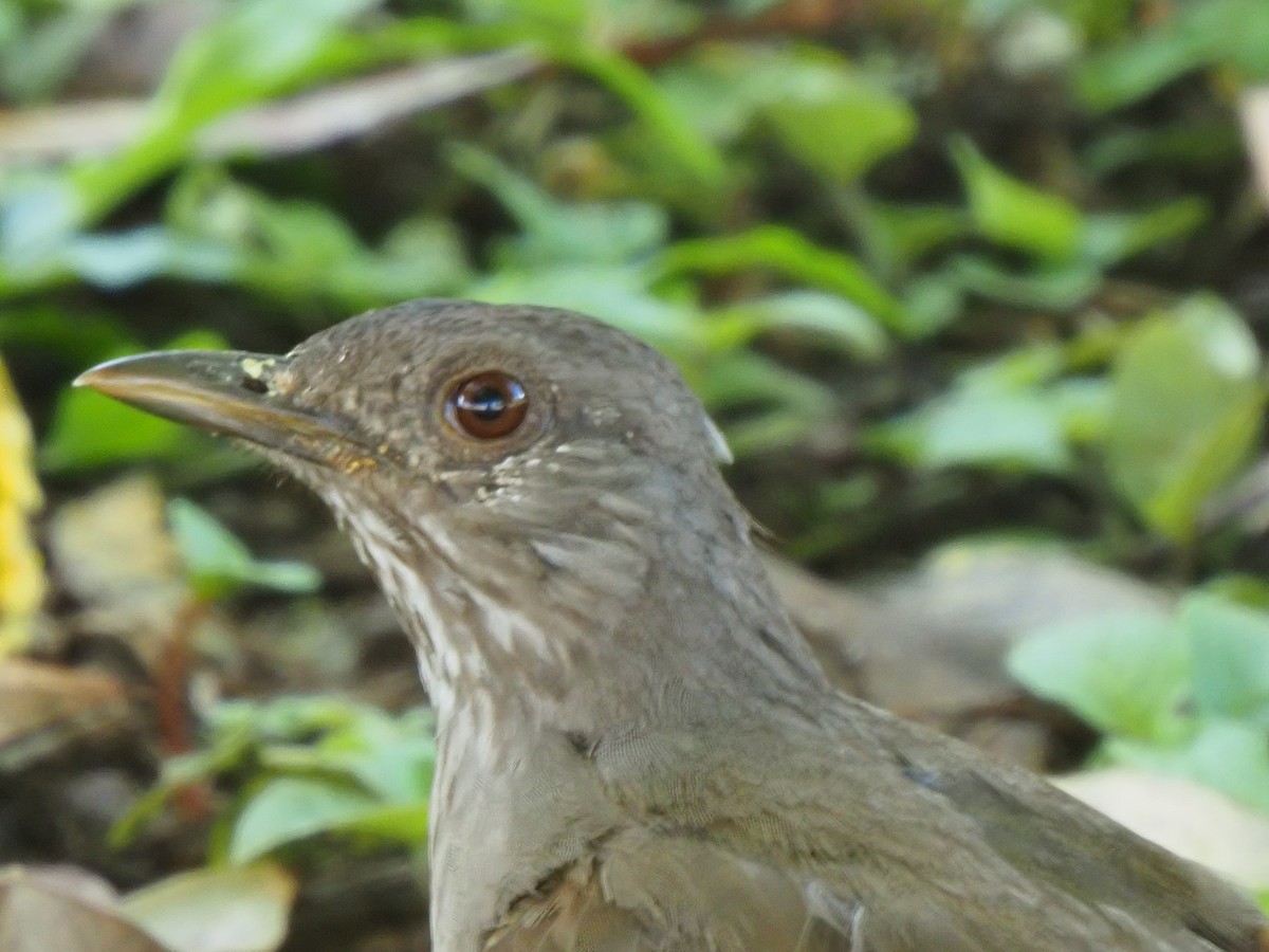 Pale-breasted Thrush - ML619683312
