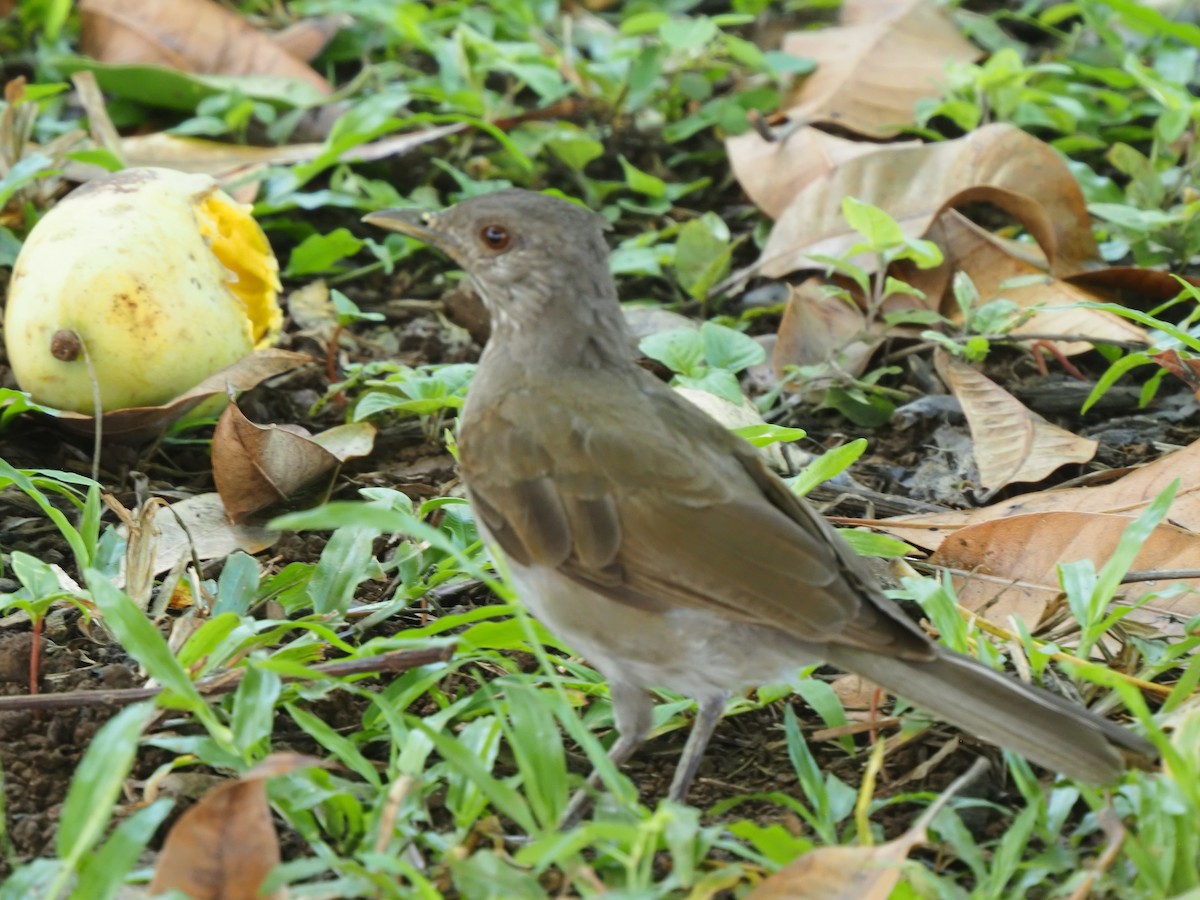 Pale-breasted Thrush - ML619683318