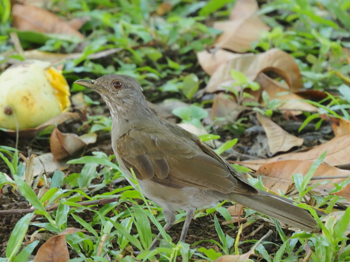 Pale-breasted Thrush - ML619683319