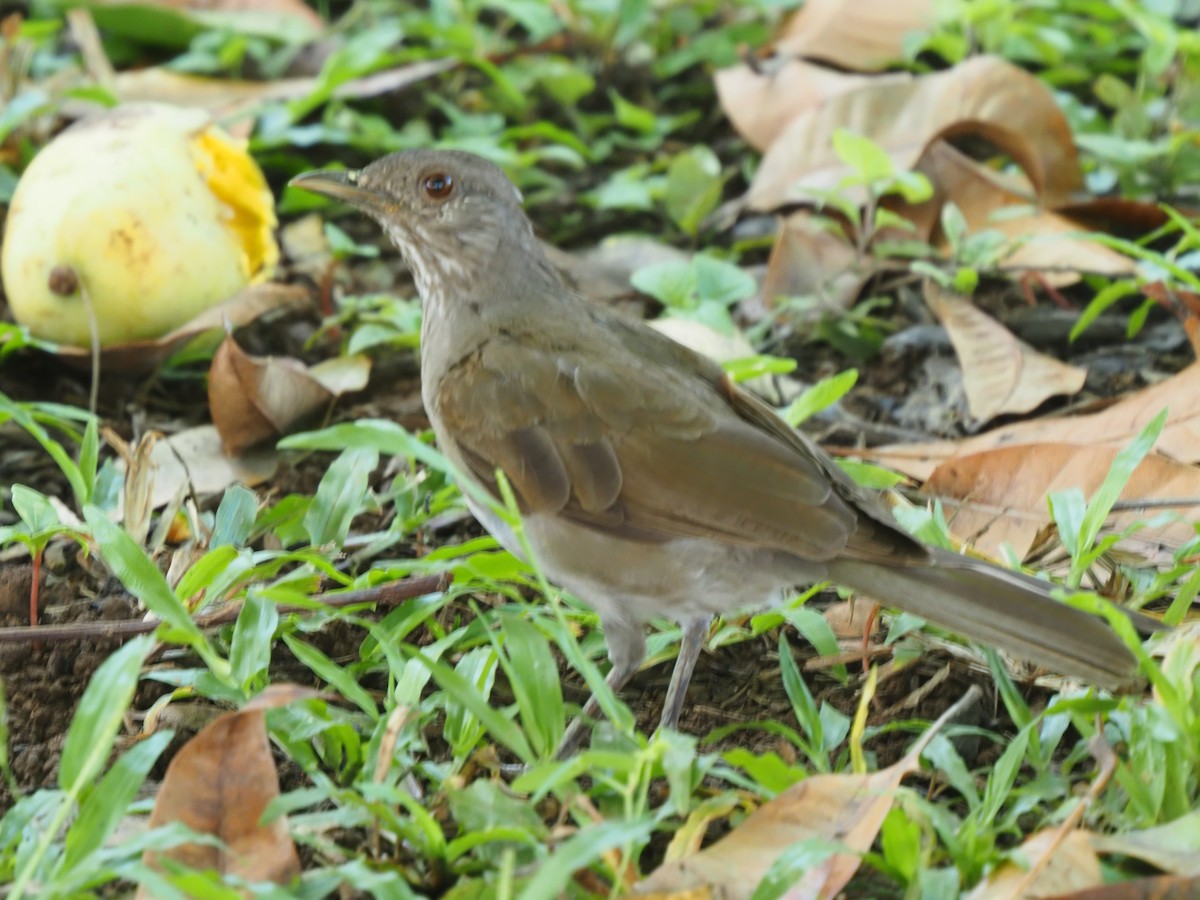 Pale-breasted Thrush - ML619683320