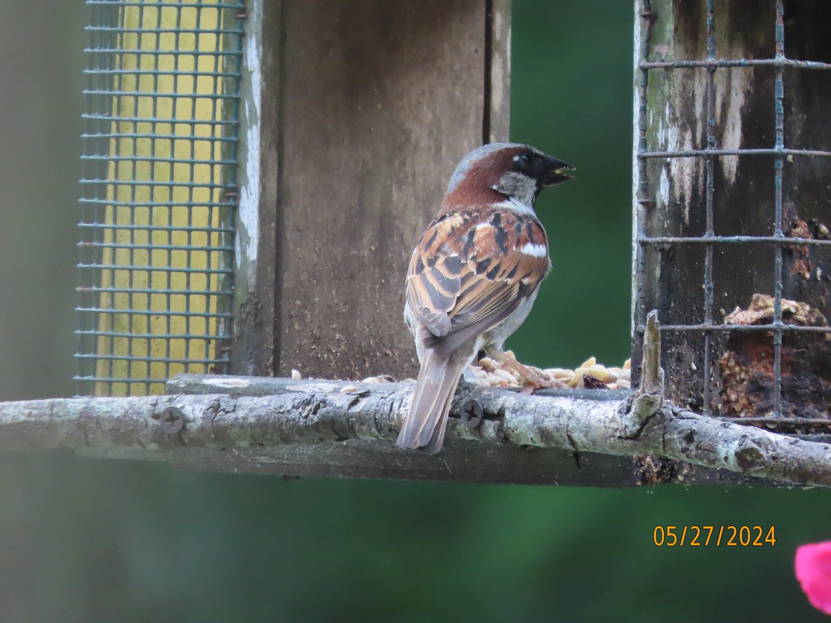 House Sparrow - ML619683321