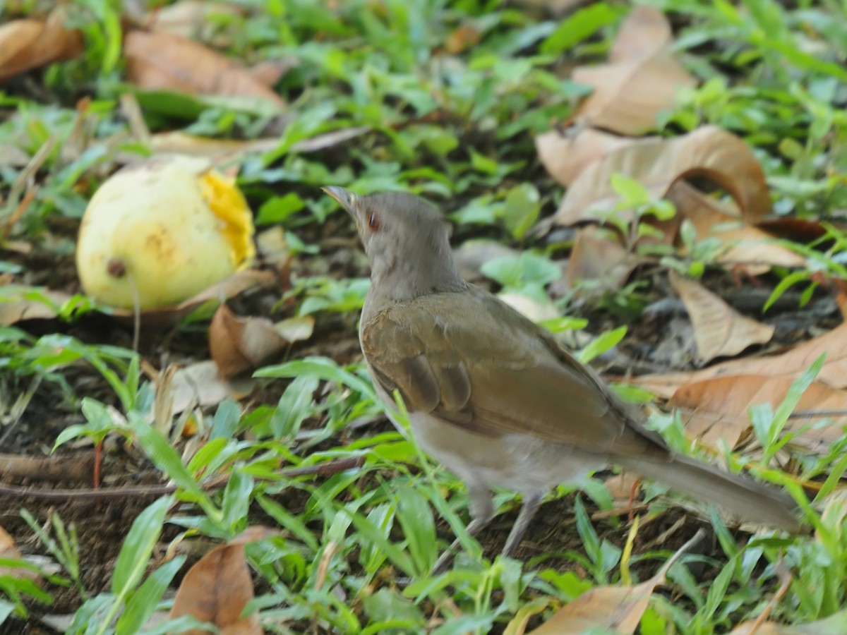 Pale-breasted Thrush - ML619683322