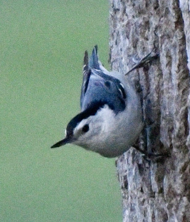 White-breasted Nuthatch - ML619683354