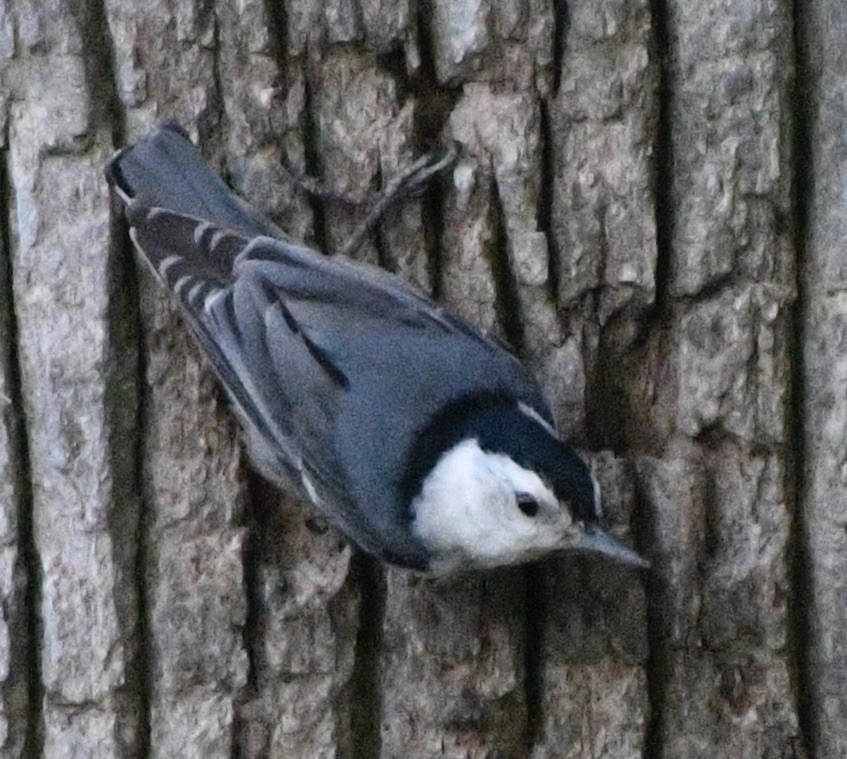 White-breasted Nuthatch - ML619683357