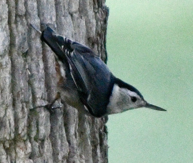 White-breasted Nuthatch - ML619683358