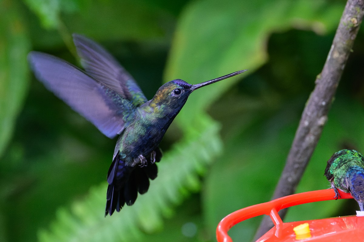 kolibřík modročelý - ML619683369