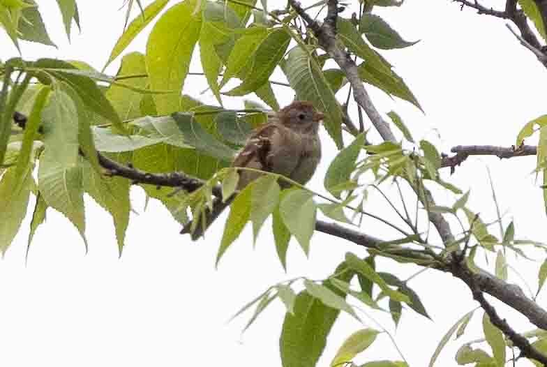 Field Sparrow - ML619683374